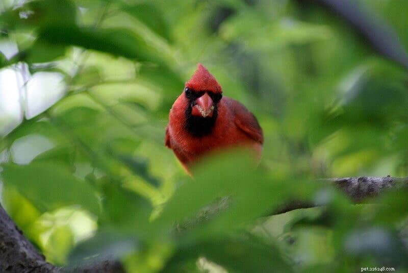 5 Proven Ways to Attract Cardinals to Your Yard