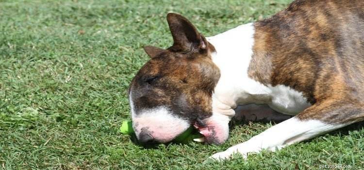 Top 10 Durable Dog Chew Toys for Aggressive Chewers – 2022 Guide