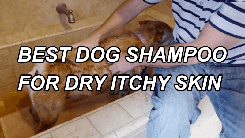 Top Dog Shampoo for Dry, Itchy Skin – Expert Guide & Reviews