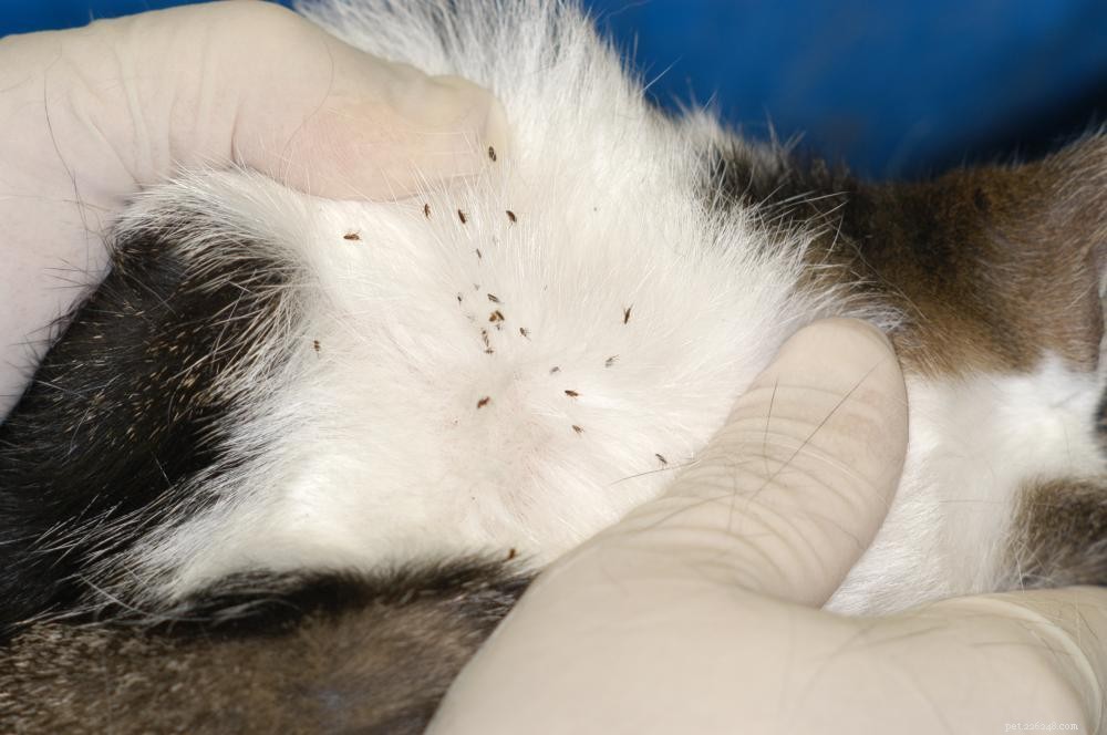 Effective Strategies to Keep Your Dog Tick- and Flea-Free