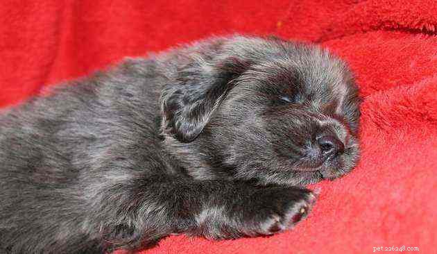 Top 6 Most Expensive Dog Breeds Worldwide