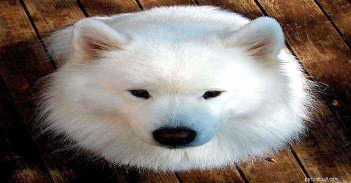 Top 6 Most Expensive Dog Breeds Worldwide