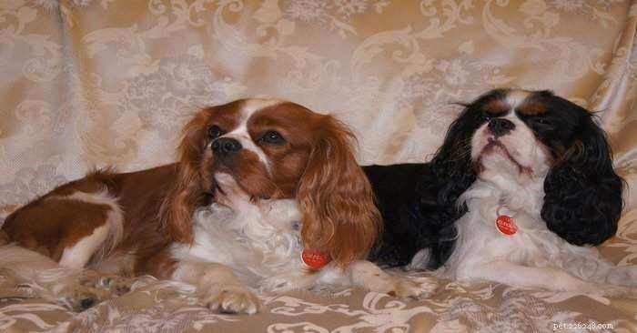 Top 6 Most Expensive Dog Breeds Worldwide