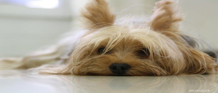 What Is the Average Lifespan of a Yorkshire Terrier?