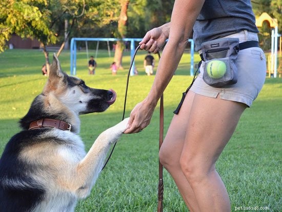 Top 10 Dog Training Treat Pouches: Expert Buying Guide & Honest Review
