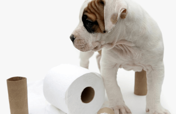 Professional Guide to Training Your German Shepherd Puppy at Home