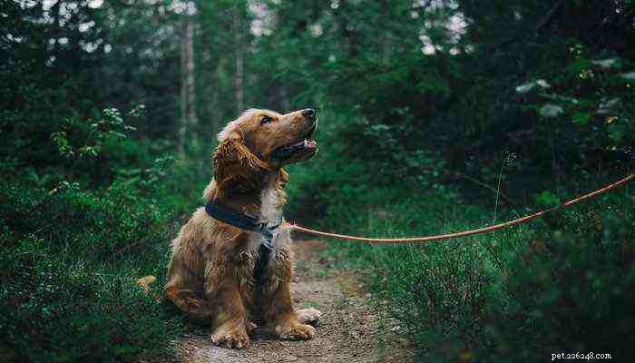 Professional Guide to Training Your German Shepherd Puppy at Home