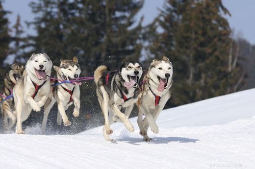 Siberian Husky Lifespan: How Long Do Huskies Really Live?