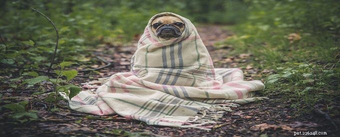 Master Dog Walking: 10 Essential Tips for a Safe, Enjoyable Walk