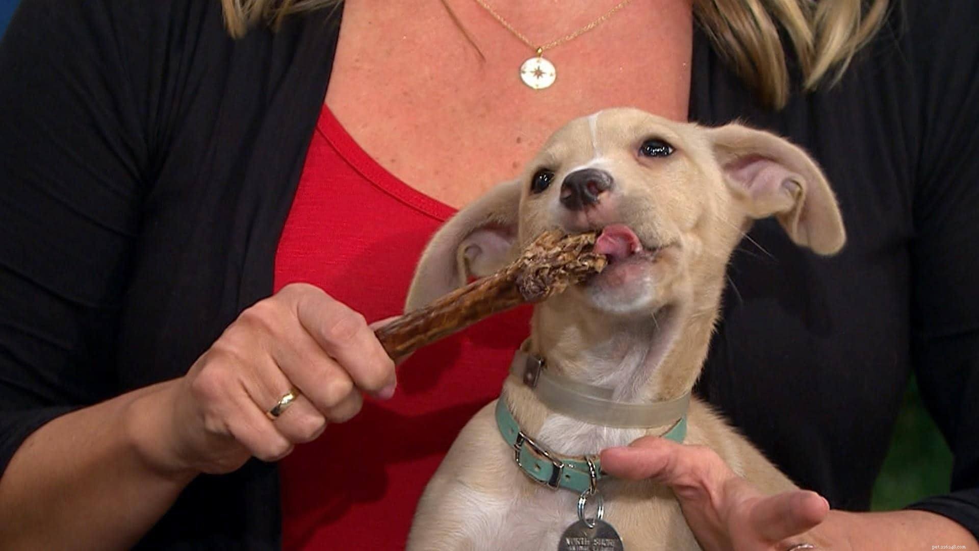 5 Common Mistakes Dog Owners Often Make — Avoid Them Today
