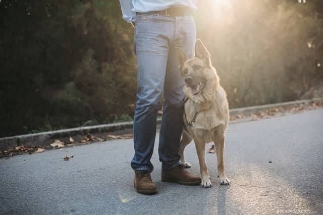 5 Common Mistakes Dog Owners Often Make — Avoid Them Today