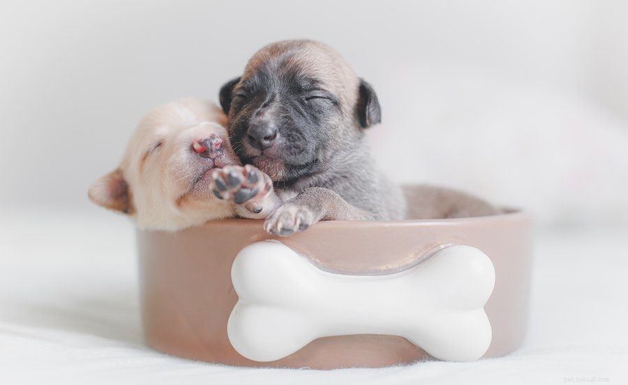 How to Make Your New Puppy’s First Night Comfortable and Safe