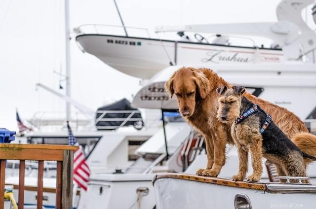 Choosing the Perfect Harness for Energetic Terriers: A Practical Guide