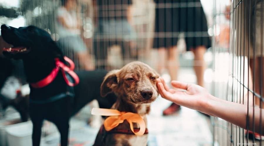 Is It Safe to Cover a Dog Crate with a Blanket? Expert Guide