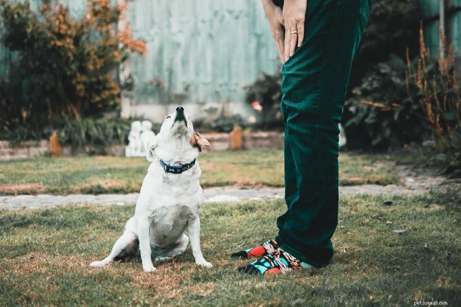 Teach Your Dog to Respond to Its Name: A Proven Step‑by‑Step Guide