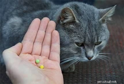 Safely Sedating Your Cat for Travel: A Practical Guide
