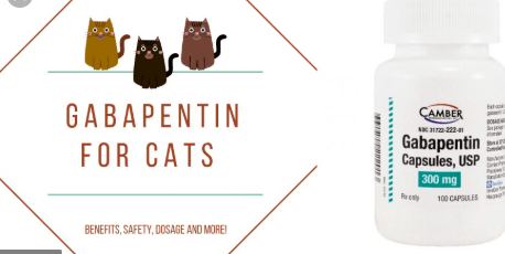 Safely Sedating Your Cat for Travel: A Practical Guide