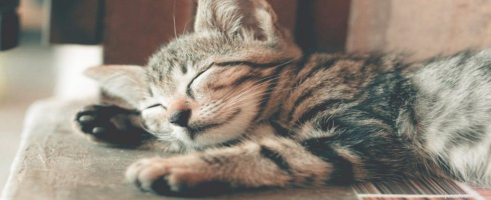 Safe & Stress-Free: How to Care for Your Cat While You’re Away