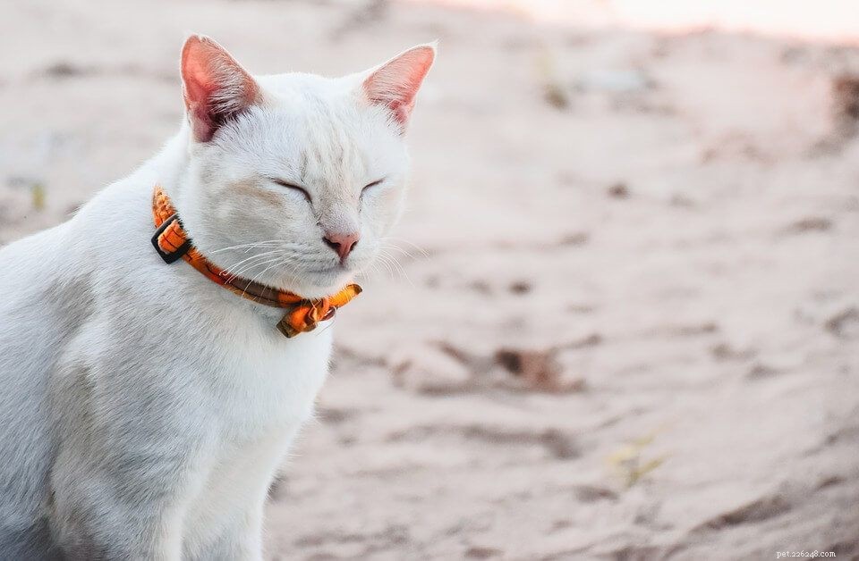 15 Must-Have Cat Carriers for Safe Long-Distance Car Travel