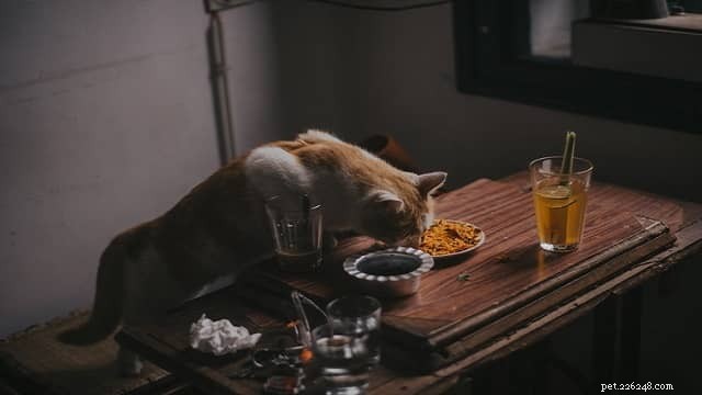 Dry vs. Wet Cat Food: Choosing the Best Option for Your Feline’s Health