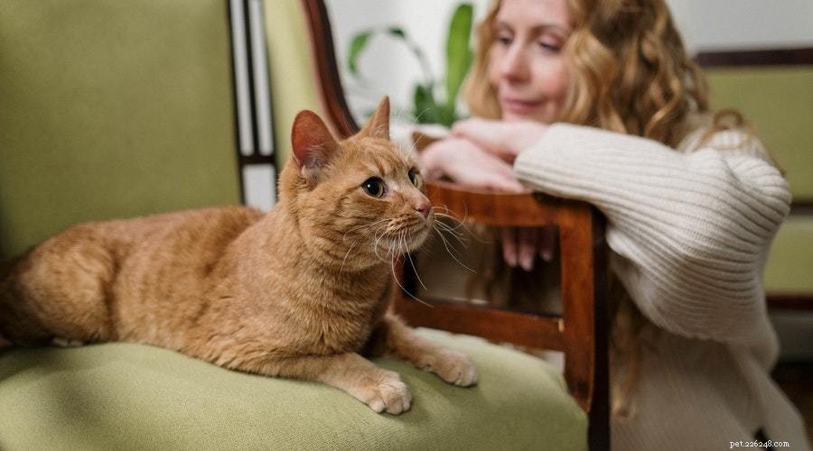 How to Calm Your Cat’s Nighttime Meowing After a Move