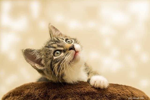 How Long Can a Cat Safely Hold Its Urine? Expert Insights