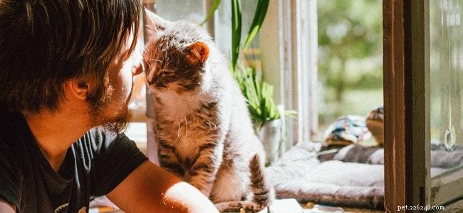 Safely Prevent Your Cat From Jumping Off the Balcony: Easy, Reliable Tips