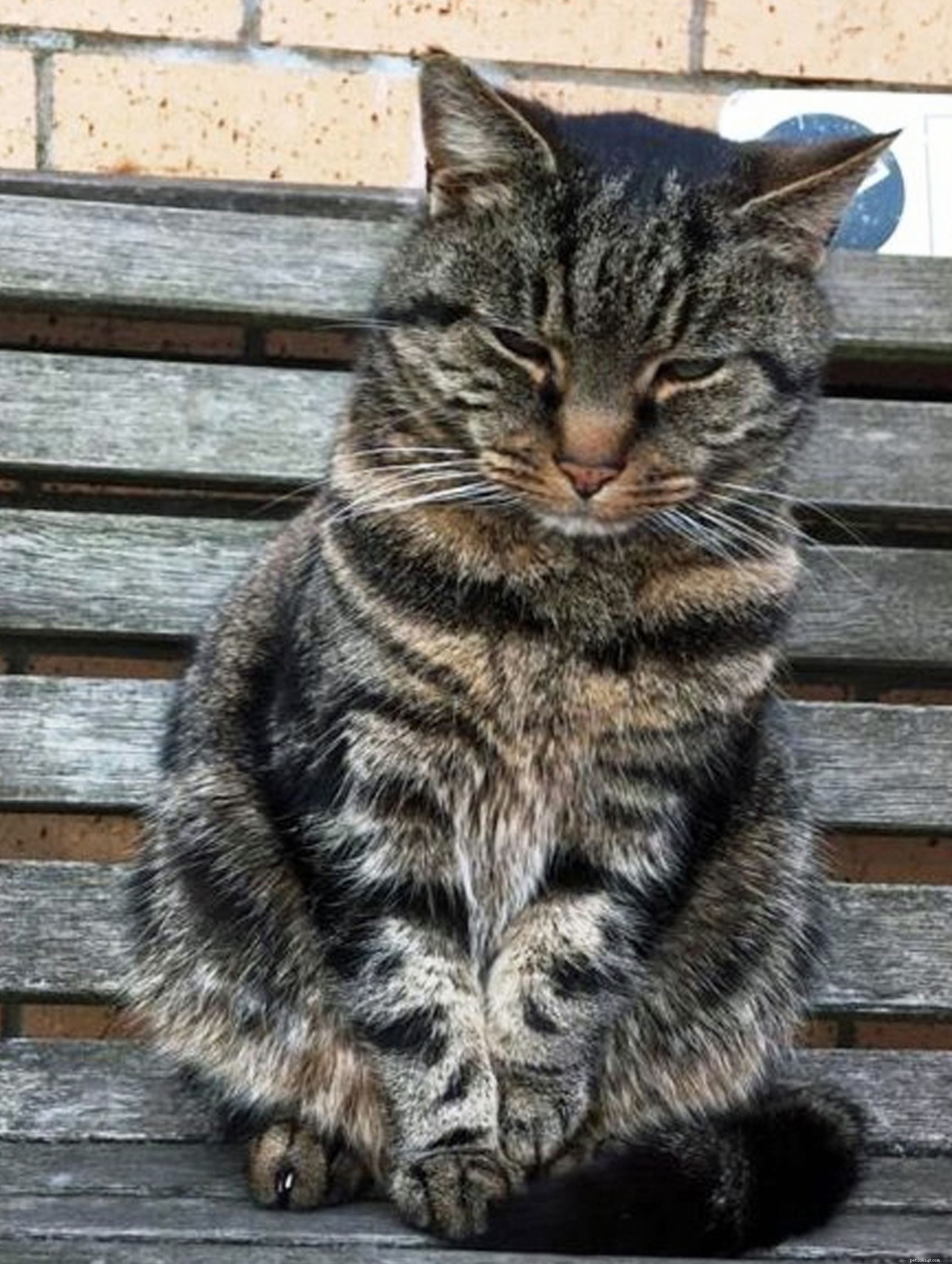 Microchip Drives 80-Mile Search, Reuniting Fergus with Family After Aberdeen Find