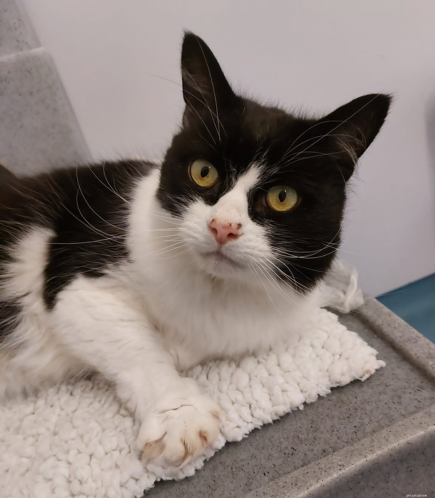 Tobias Returns for a Third Time: A Resilient Cat Seeking a Safe Home