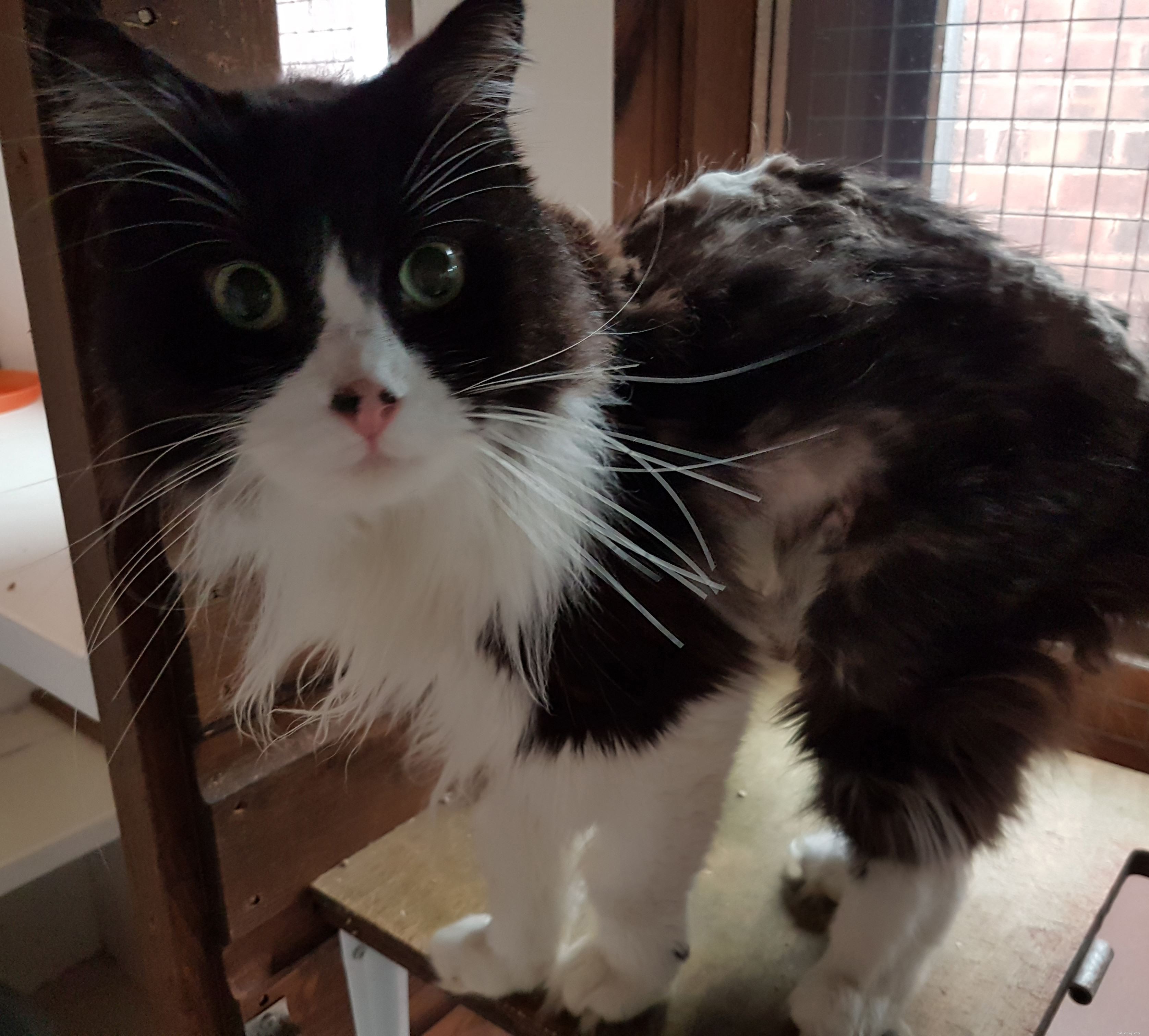 Mylo’s Journey to Recovery: A Tale of Dedicated Care and Patience