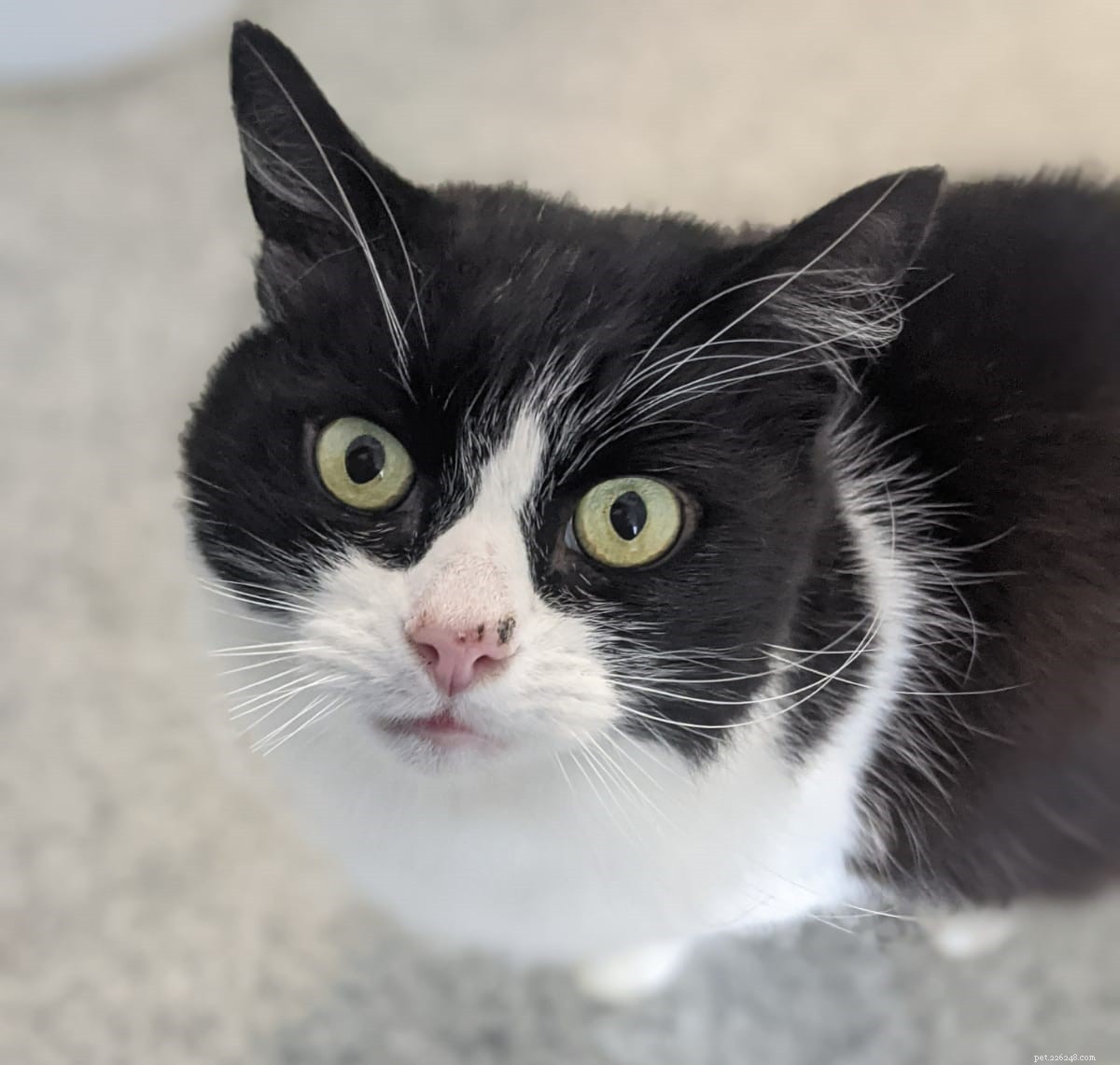 Tobias Returns for a Third Time: A Resilient Cat Seeking a Safe Home