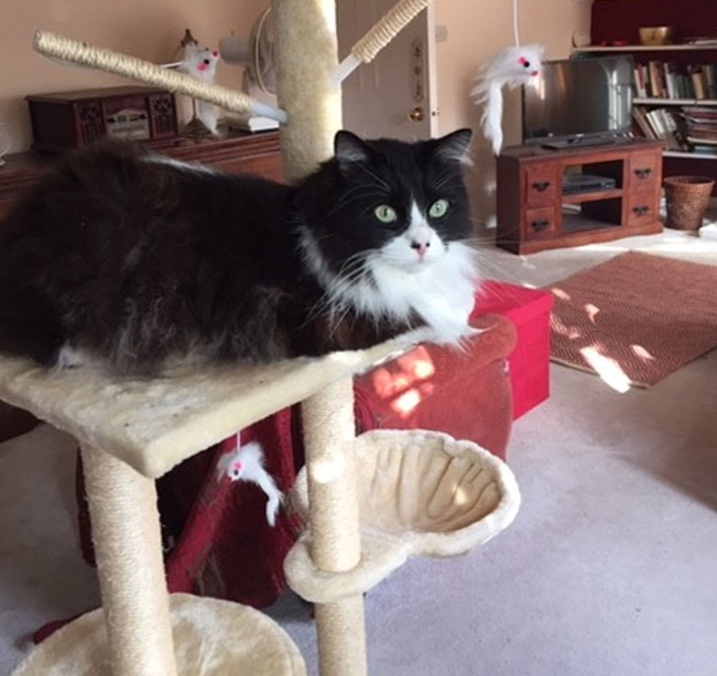 Mylo’s Journey to Recovery: A Tale of Dedicated Care and Patience