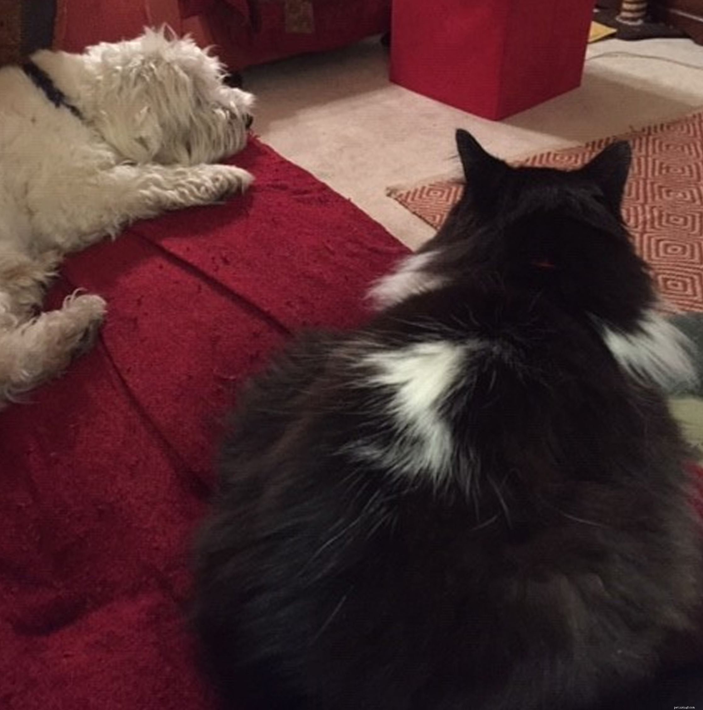 Mylo’s Journey to Recovery: A Tale of Dedicated Care and Patience