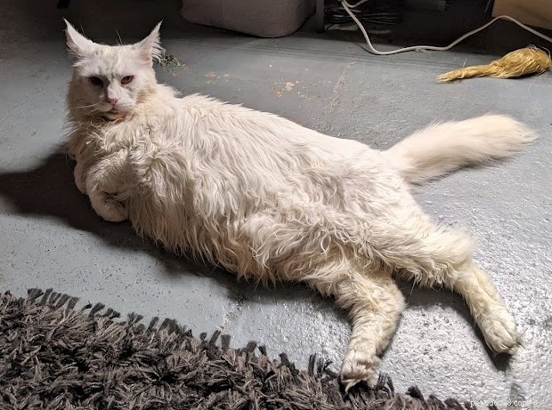 Microchip Miracle: North London Cat Returns After 5-Year Vanishing Act