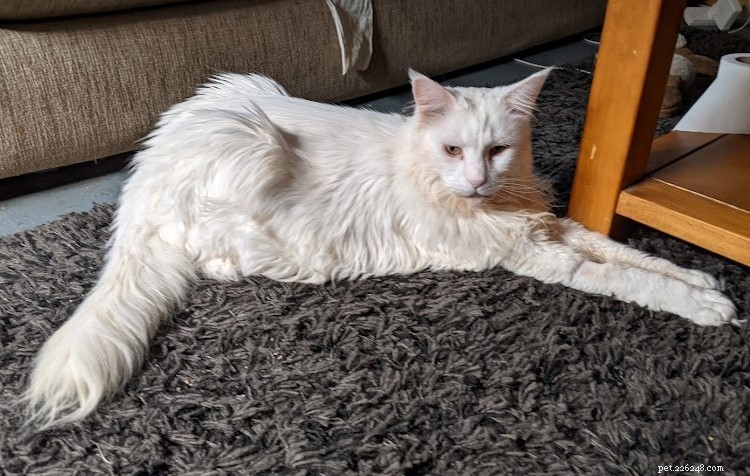 Microchip Miracle: North London Cat Returns After 5-Year Vanishing Act