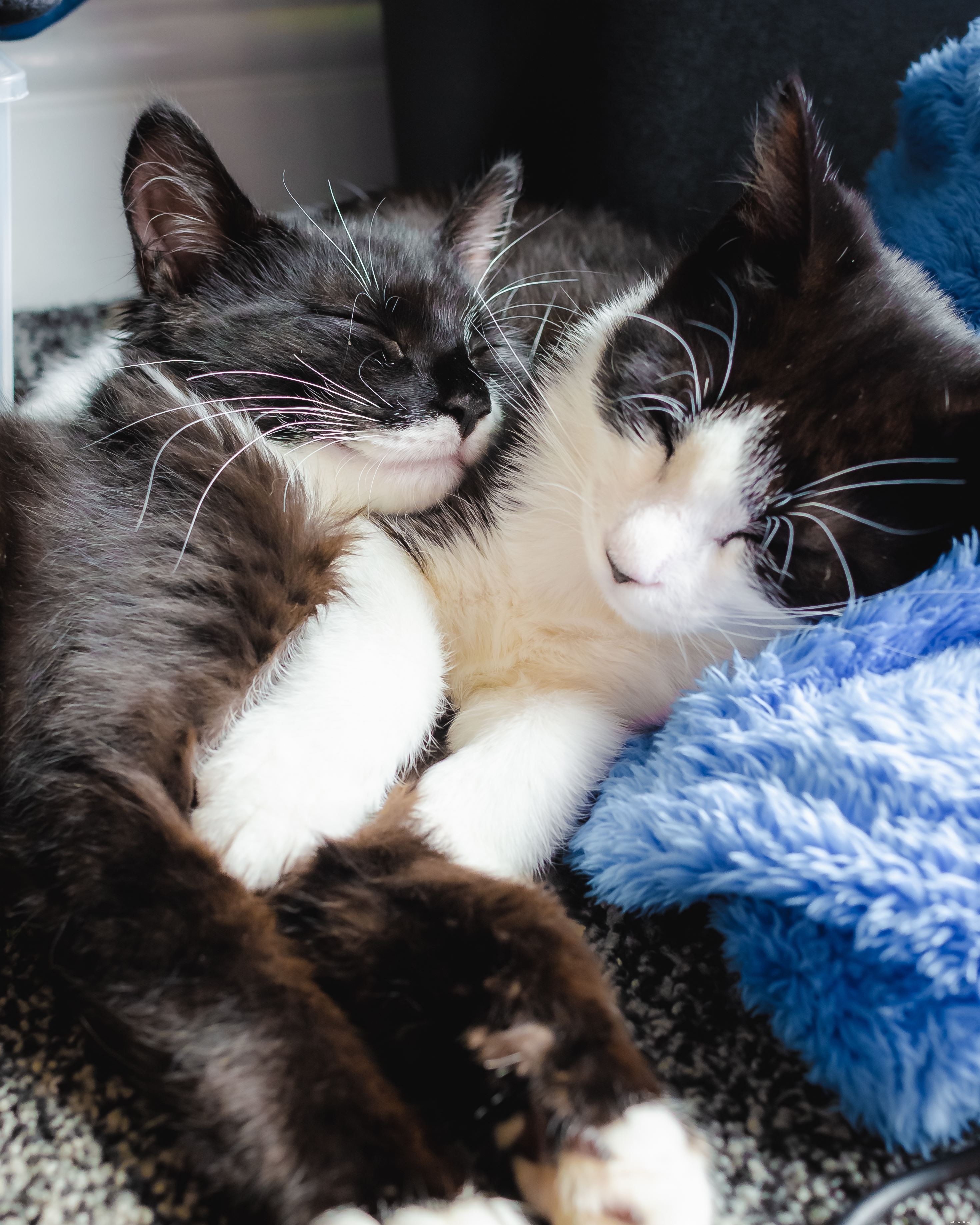 Korvo & Smudge: From Hedge Hideout to Catvent Calendar Fame