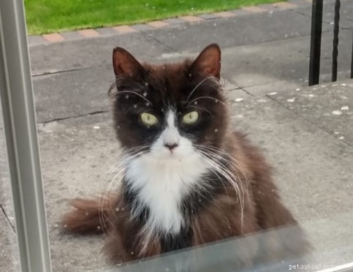 Korvo & Smudge: From Hedge Hideout to Catvent Calendar Fame