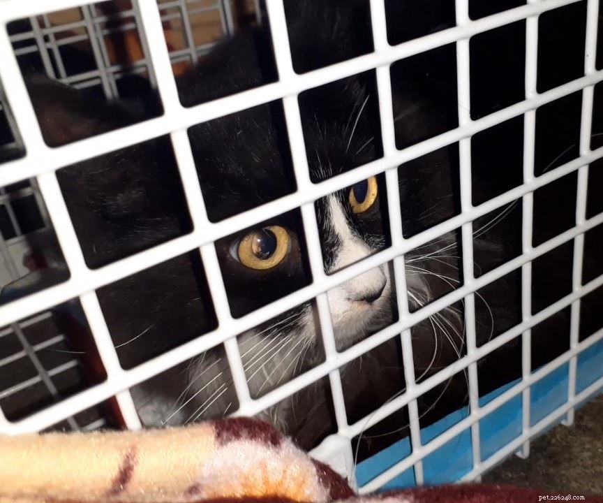 Korvo & Smudge: From Hedge Hideout to Catvent Calendar Fame