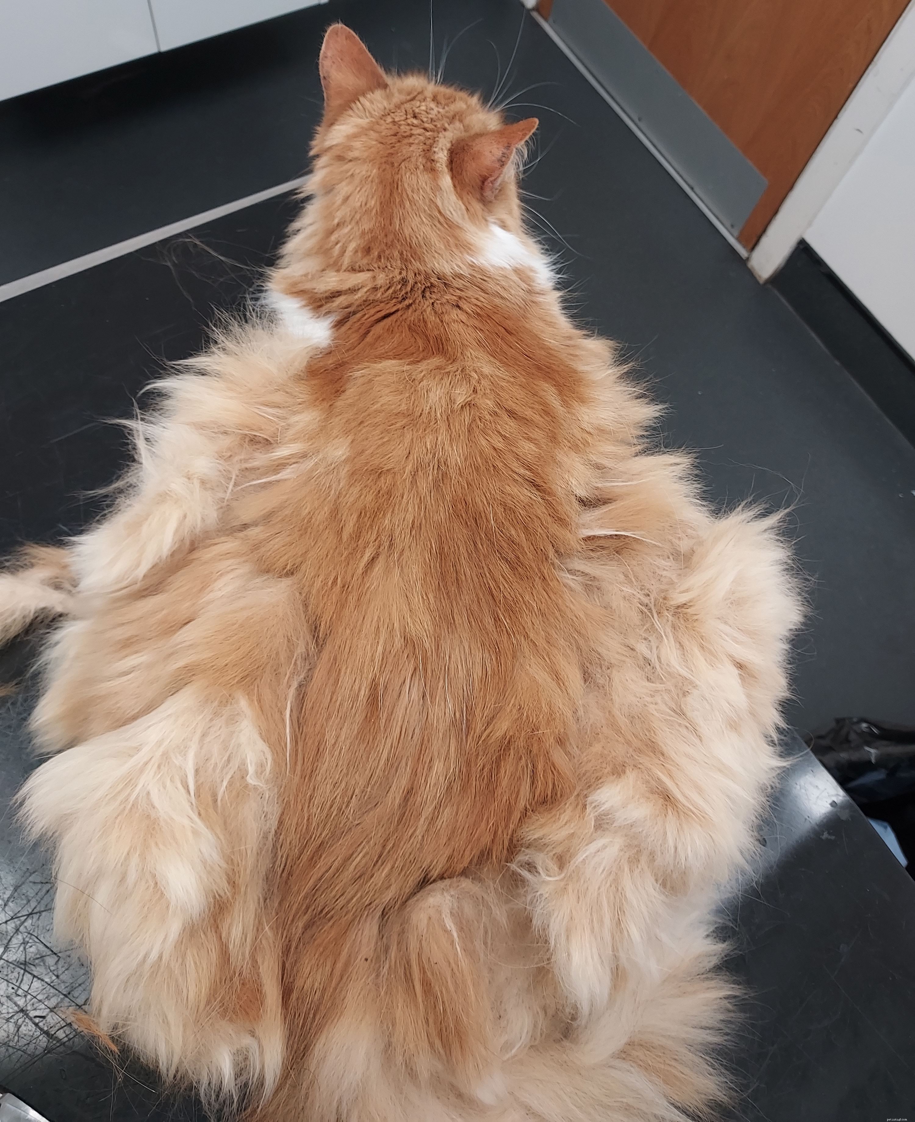 Senior Cat with Severe Matting Receives Lifesaving Care at Tyneside Adoption Centre