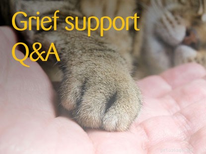 Navigating Cat Loss: Compassionate Guidance & Support – Part 4