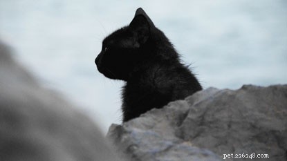 Courageous Cats Worldwide: A Global Story of Bravery – Part 2