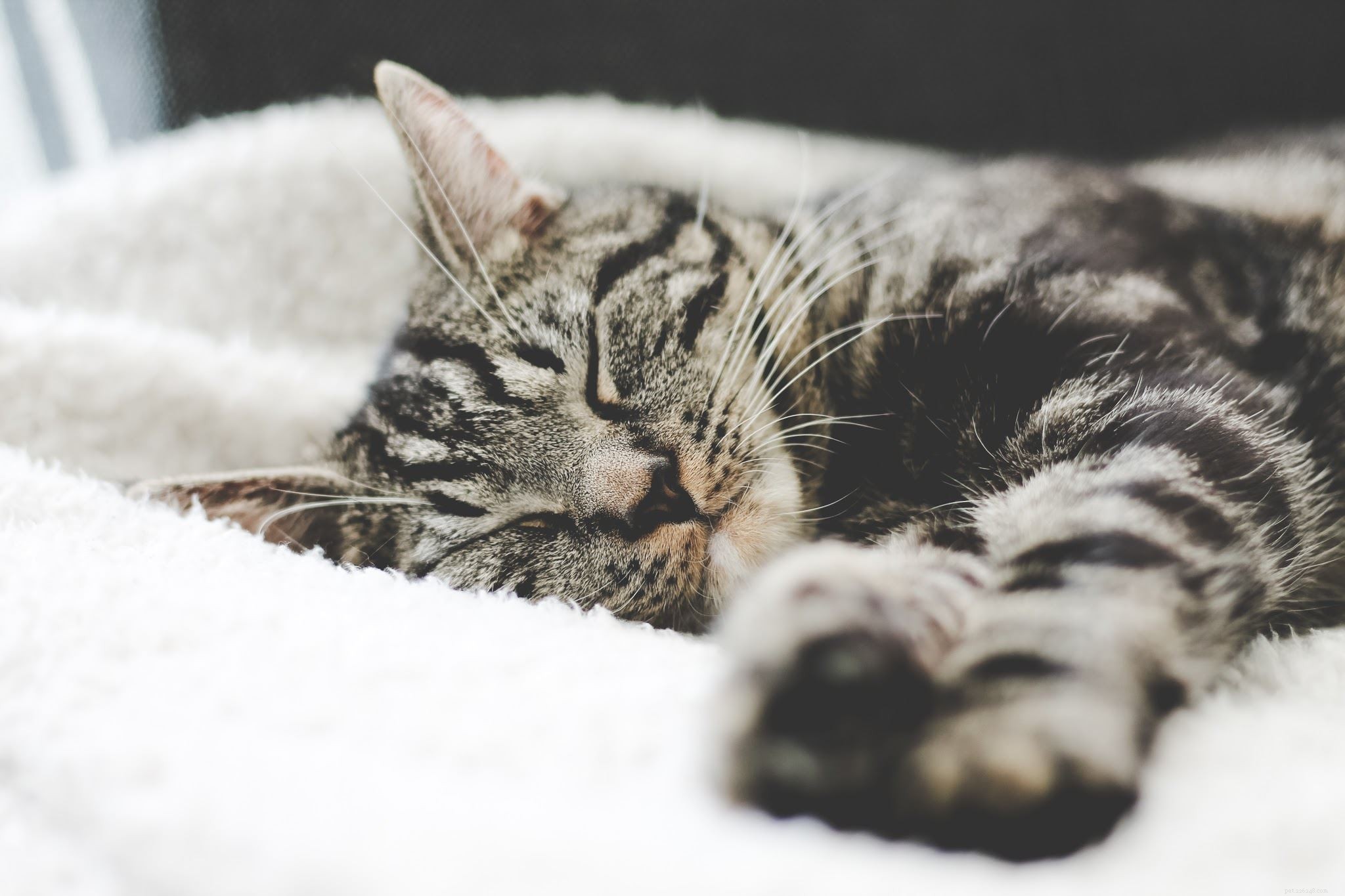 Navigating Cat Loss: Compassionate Guidance & Support – Part 4