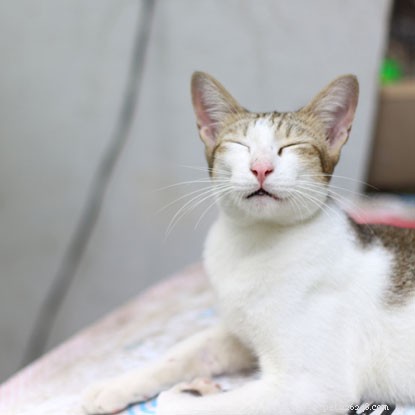 Dr. Sarah Elliott Explains Causes of Fatigue in Cats & the Best Age to Neuter Kittens