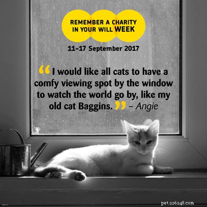 Help Us Care for Even More Cats—Your Support Shapes Their Future