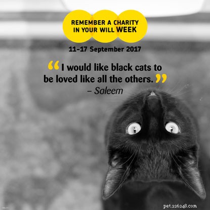 Help Us Care for Even More Cats—Your Support Shapes Their Future