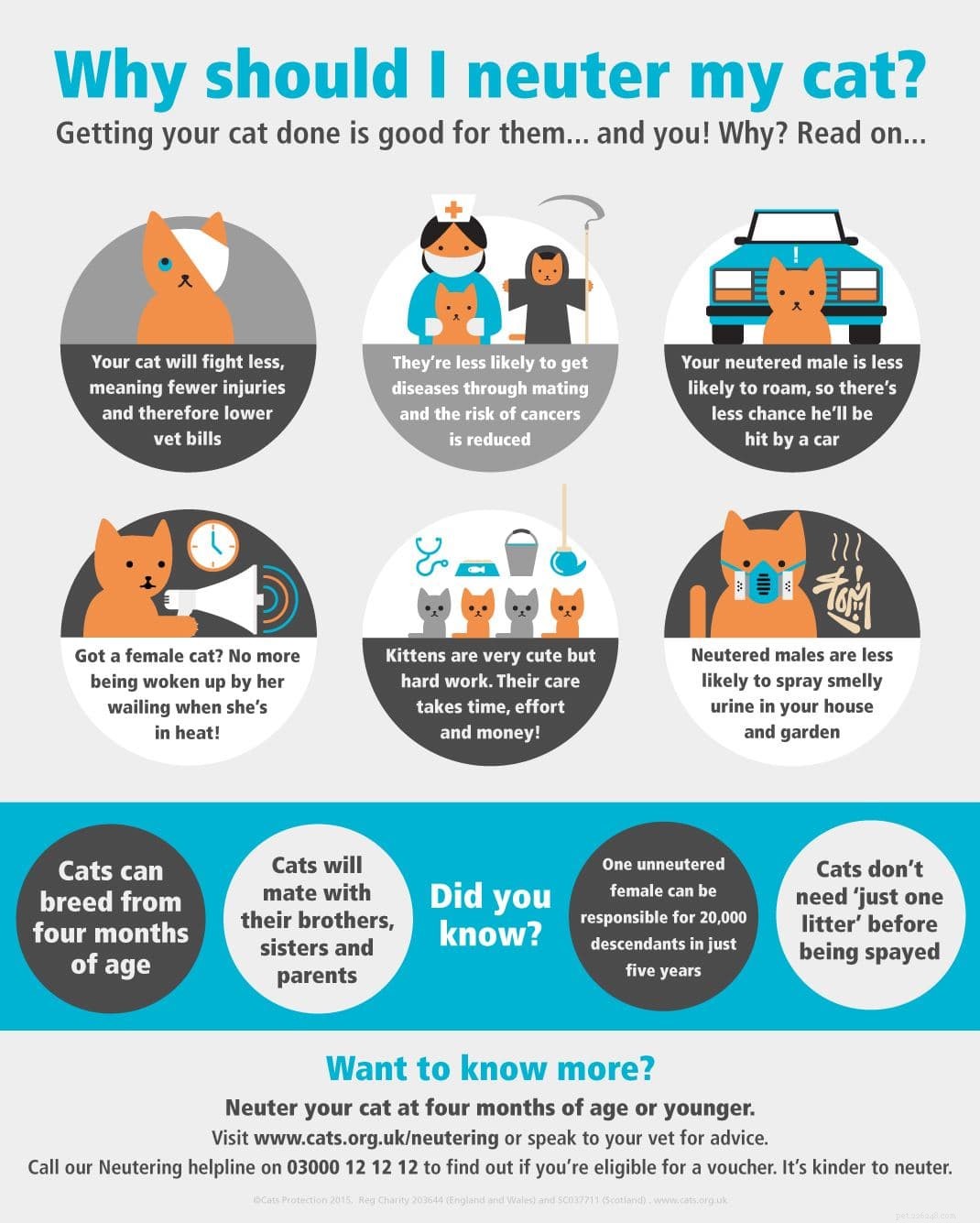 7 Key Facts About Cat Neutering You Should Know
