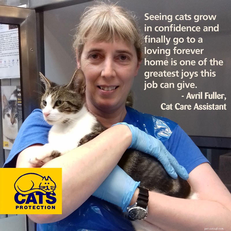 How to Become a Cat Care Assistant: Career Path & Tips