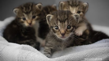 Cat Behavior Confusion? Live Q&A with Expert Behaviourist Nicky Trevorrow