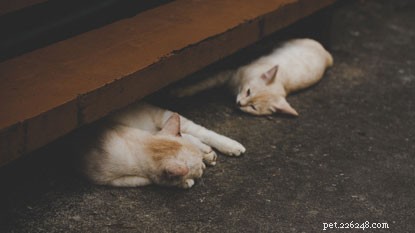 Cat Behavior Confusion? Live Q&A with Expert Behaviourist Nicky Trevorrow