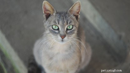 Vet Sarah: Why Cats Avoid Loud Noises, Detecting Cysts, and Managing Sensitive Tummies